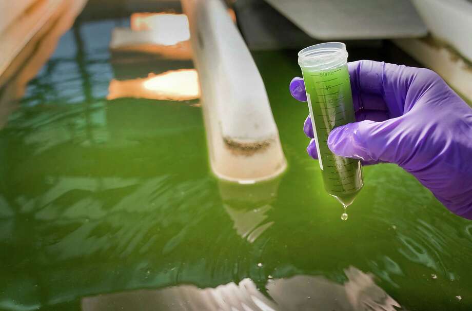 A research associate takes a sample of algae being cultivated for biofuel research at the Sapphire Energy Inc. facility in San Diego, California, U.S., on Monday, March 26, 2012. Sapphire Energy cultivates algae to create crude oil that can be processed in existing refineries into jet fuel, diesel and gasoline. Photographer: David Maung/Bloomberg Photo: David Maung / © 2012 Bloomberg Finance LP