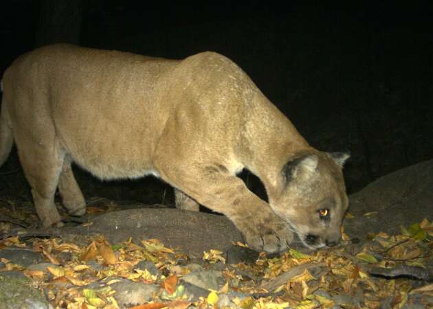 Salesforce CEO Marc Benioff shares video of mountain lion, says it was outside his SF home