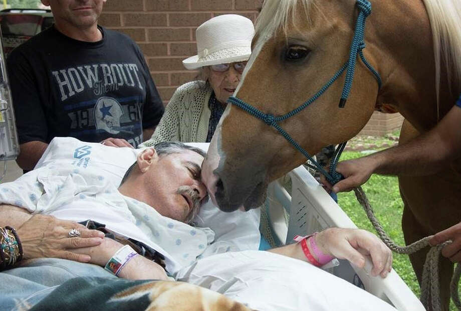 Dying veteran's horses visit him at hospital to say goodbye