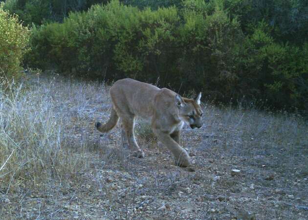 Mountain lion, cub sighting reported near schools in Palo Alto