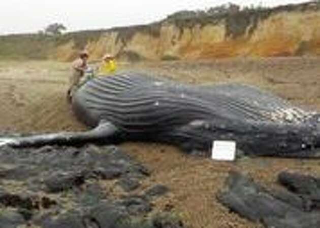 Whale found on Pescadero beach may have been struck by boat