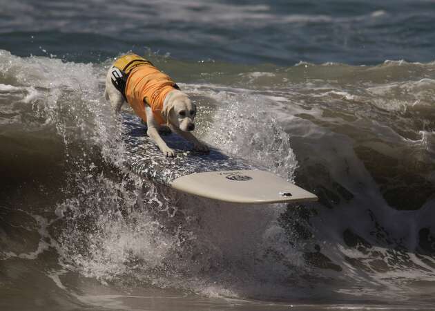 24 photos of surfing dogs crushing it at California competition