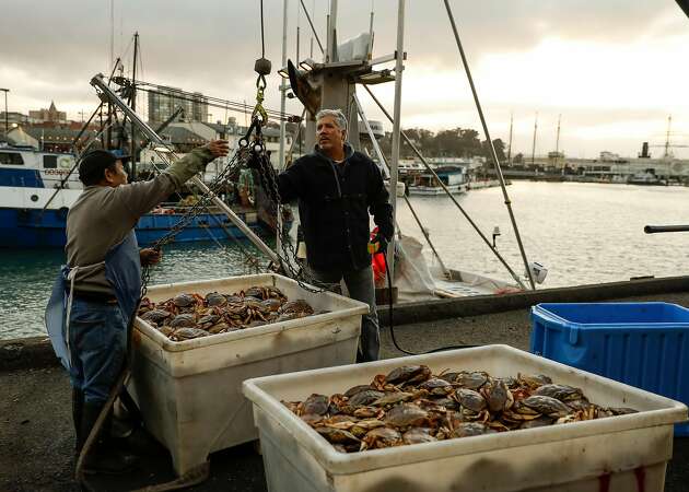Dungeness crab industry bounces back with strong season