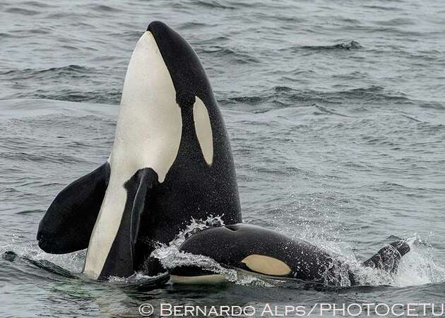 Killer whales go on 'unprecedented' killing spree in Monterey Bay