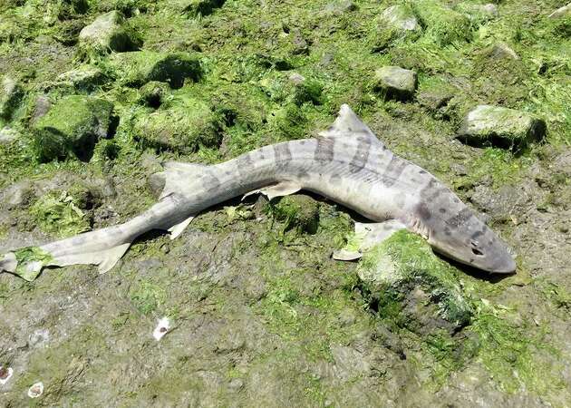 Mysterious shark die-offs spread in San Francisco Bay as scientists narrow down cause