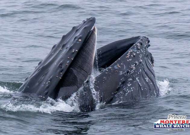 Video gives rare, up-close view of humpback whales lunge feeding in Monterey Bay
