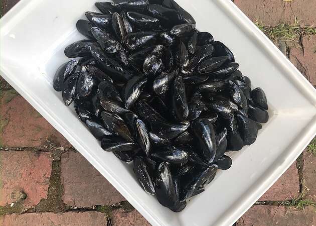 Mussels the MVP of special occasions and everyday dinners