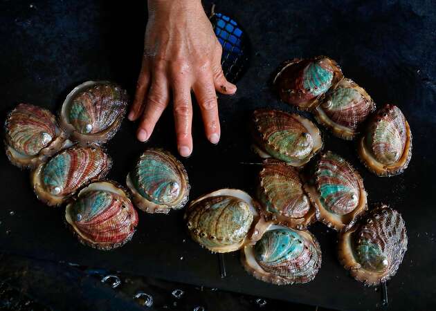 Farmed abalone emerges as a local, sustainable seafood choice