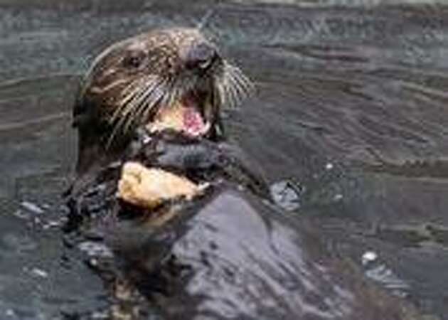 Otter returns to wild as Marine Mammal Center ramps up efforts to heal endangered species