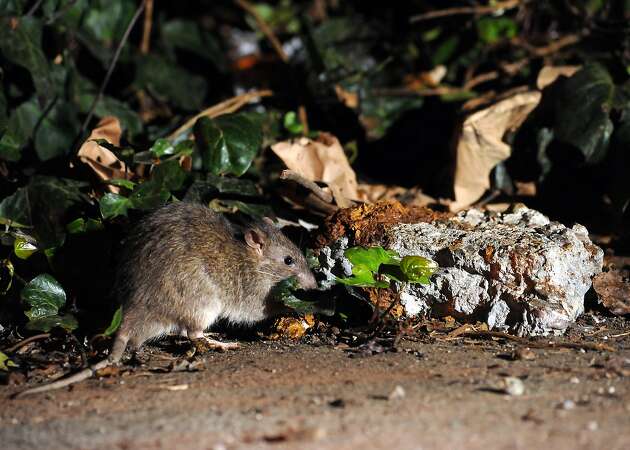 Rat complaints in San Francisco have surged over the past five years