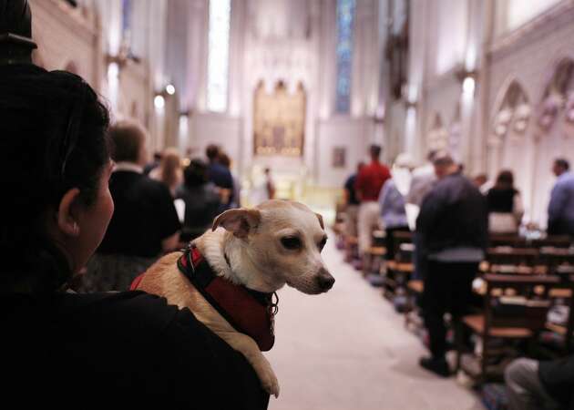 Let us bray, woof and bleat: a holy day for parishioners' pets