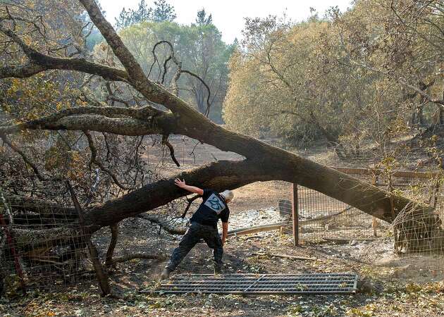 Sudden oak death likely exacerbated deadly Northern California wildfires