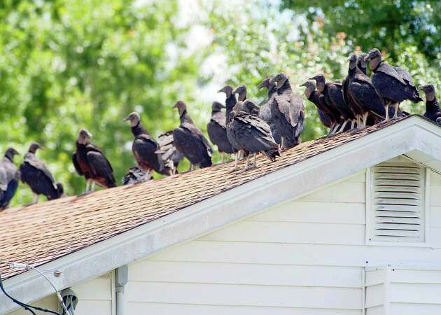 Wild turkeys thriving in the Bay Area suburbs, pooping everywhere and scratching the roofs of cars