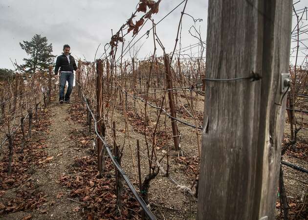 California vineyard turns to Italian-style wines