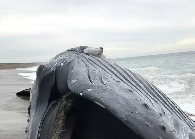 Dead whale washes ashore in Point Reyes National Seashore