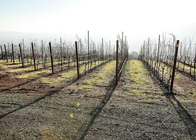 After Wine Country fires, damaged vineyards face uncertainty